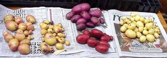 English Potatoes, how to grow, cooking quality, DIVERSITY WEBSITE